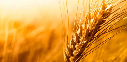 O fruto não te será negado!