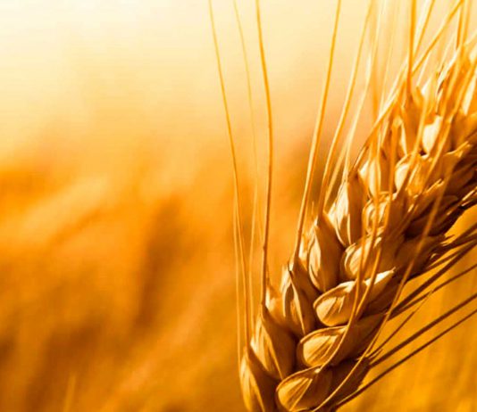 O fruto não te será negado!